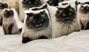 Un chat se cache parmi ces oreillers