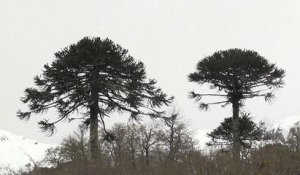 Menaces sur les pins millénaires du Chili