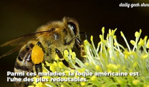 Ces chercheurs ont créé un vaccin pour sauver les abeilles