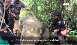 Un éléphant sauvage expulsé à l'aide d'éléphants apprivoisés