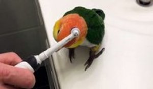 Une perruche adore se faire brosser avec une brosse à dents électrique