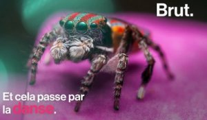 L'araignée paon : quelle est sa technique de séduction ?