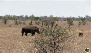 Rhinoceros vs Lion - qui est le plus fort