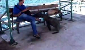 Des lions de mer vraiment pas timides. aux Galapagos