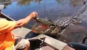 Il donne à manger à un énorme alligator sauvage depuis son bateau