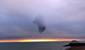 Un aigle chasse dans une nuée de milliers d'oiseaux... Magnifique