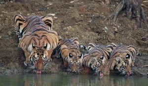 Maman tigre et ses 3 enfants boivent