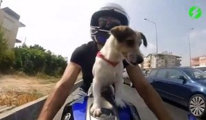 Ce motard ne sort jamais sans son chien... Toutou biker