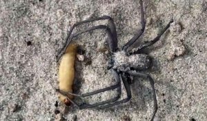 Une araignée bien camouflée sort de nulle part pour manger sa proie
