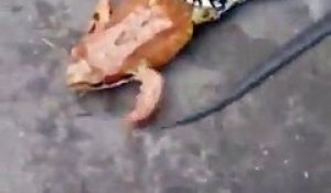 Ce serpent avale une grenouille vivante en 2 minutes !