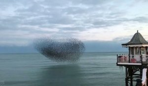 Une Magnifique nuée d'oiseaux survole l'ocean