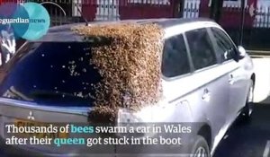 Des milliers d'abeilles viennent au secours de leur reine coincée dans une voiture