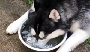 Un huski s'amuse à faire des bulles dans l'eau !