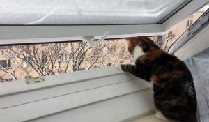 Quand ton chat tente d'attraper la neige qui tombe du toit