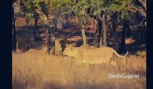 Inde: Un bébé léopard a été adopté par une lionne dans un parc national - VIDEO