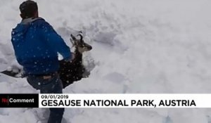 Sauvetage in extremis d'un chamois en Autriche