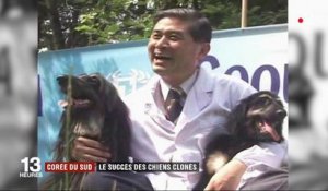 Corée du Sud : le succès des chiens clonés