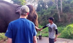 Cet éléphant fait le bruit du T-Rex de Jurassic park...