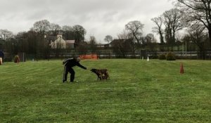 Concours de Ring : obéissance et défense