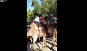 Ce chameau mange le pied d'un enfant touriste en balade !