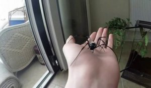 Il s'amuse avec son araignée orb Spider... Terrifiant