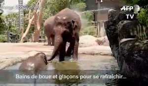 Australie: les animaux d'un zoo de Sydney combattent la canicule