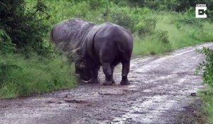 Duel de rhinocéros