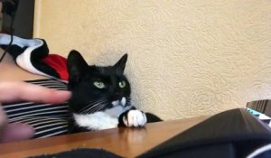 Malin Ce Chat Boit A La Fontaine Du Bureau En Appuyant Sur Le Bouton Sur Orange Videos
