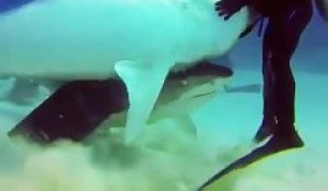 Ce requin veut manger la manette de plongée d'un plongeur affolé !