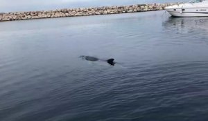 Fos : la vidéo d'un dauphin nageant dans le port fait le buzz