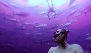 Ce plongeur en apnée nage dans un banc de thons : images magnifiques