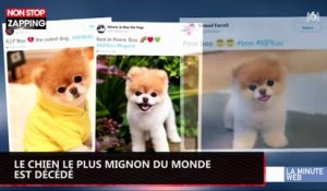 Le chien le plus mignon du monde est décédé (vidéo)