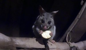 Ce petit écureuil Australien qui mange sur une branche est adorable