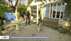 Le berger australien est le nouveau chien préféré des Français