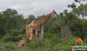 3 lionnes s'en prennent à une giraffe et lui grimpent sur le dos