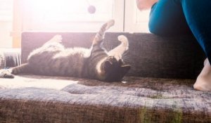 Comment stimuler son chat lorsque l'on est en appartement ?