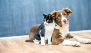 Comment faire pour que chat et chien s'entendent ?