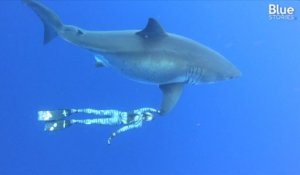 Au large d'Hawaï, cette plongeuse nage aux côtés d'un énorme requin blanc et fait polémique