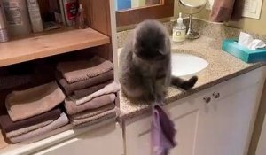 Le regard de ce chat.. qui met toutes les serviettes par terre !