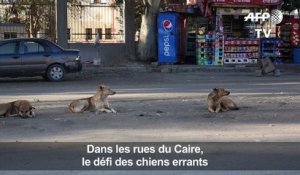 Dans les rues du Caire, le défi des chiens errants