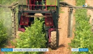 Agriculture bio : la bouillie bordelaise pointée du doigt par l'UE