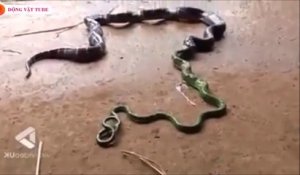 Ce serpent recrache un autre serpent vert