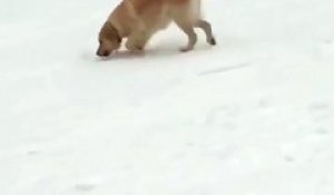 Cet adorable chien s'amusant à la neige !