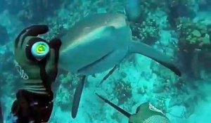 Attaqué par un requin en pleine plongée sous-marine, ce pêcheur s'en sort vivant !