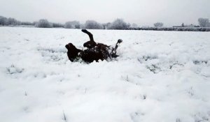 Ce chien adore la neige poudreuse !