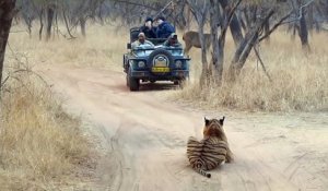 Un tigre fait face à des touristes et bloque le passage - Parc national de Ranthambore - Inde