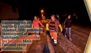 Les incroyables histoires des Vosges : la petite chouette hulotte qui attaquait les habitants de Saint-Dié