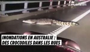 Inondations en Australie : des crocodiles dans les rues