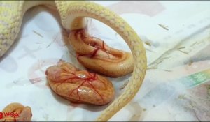 Un serpent jaune donne naissance à 3 petits... Impressionnant