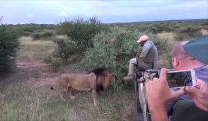 Un lion vient sentir les chaussures d'un touriste pendant un safari